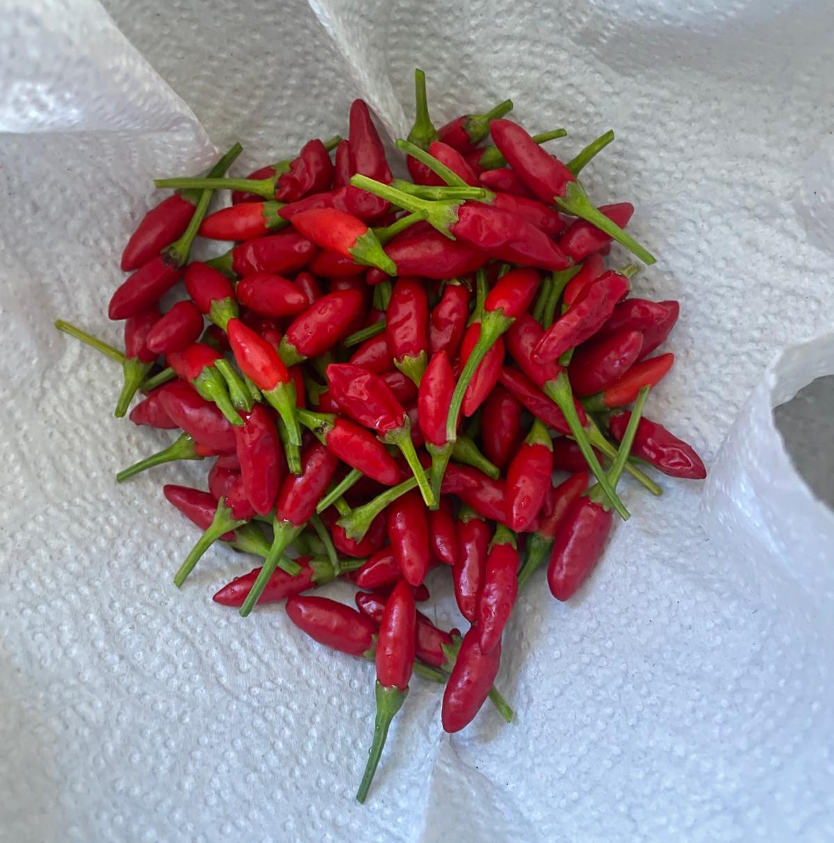 Chilis Fläsch